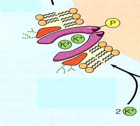 Na-K-ATPaasi 1 Initial state: pump open to inside 3 Na + are taken from inside OUTSIDE OF CELL Na + /K + ATPaasi 2 Esim.