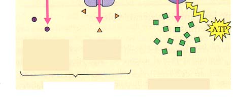 Protonipumppu 1 Protonipumppu 2 EXTRACELLULAR FLUID CYTOPLASM Diffusion of H + Sucrose ATPaasityypit 4 Kuljetusmekanismit, yhteenveto F-tyyppi Bakteerien solukalvoilla Eukaryosyyttien mitokondrioissa