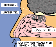 2. Hajunpoisto vesipohjaisilla hajunpoistoaineilla (Viite: Doc.