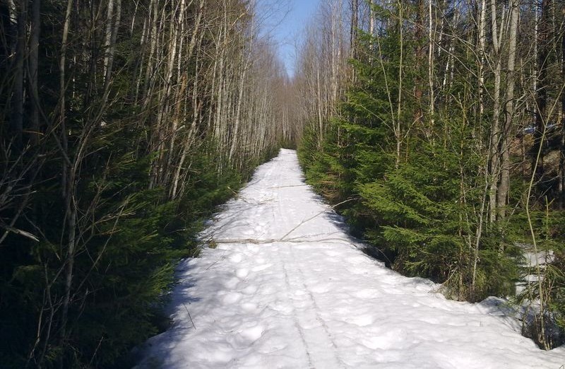 84 LIITE 15 Pahimmassa tapauksessa metsätien pientareet voivat näyttää tältä.