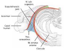 12 Kuvio 6. Olkalisäke-solisluunivel (Gilroy ym. 2009: 259). Lapaluu-rintakehänivel (ks. kuvio 7.) ei ole oikea anatominen nivel, koska lapaluun ja rintakehän takapuolen välillä ei ole nivelpintaa.
