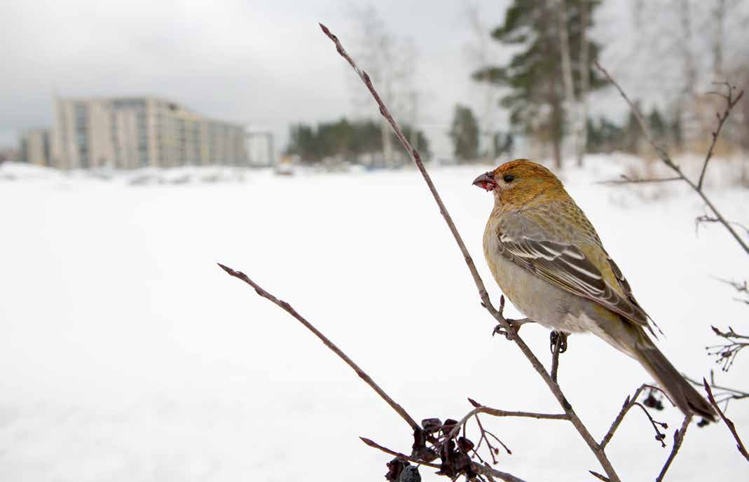 Linnustonseuranta Tähän tulee kuvatekstiä, jahka joku ehtii kirjoittamaan.