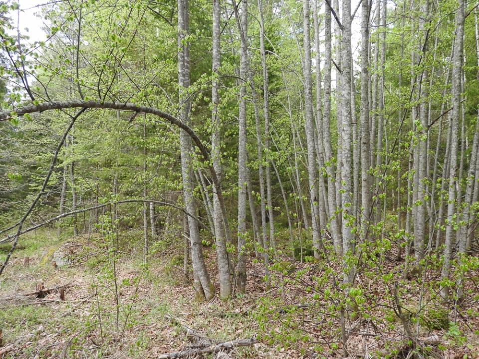 Kuva 5. Suurin osa Vähä Karhusaaren metsälehmuksista on samaa kloonia. 16.5.2016 Petri Parkko Lehtoneidonvaipan Epipactis helleborine kasvupaikka (kartta 2, kohde 4, kasvupaikka merkitty tähdellä) Lehtoneidonvaippa on luonnonsuojeluasetuksella rauhoitettu laji.