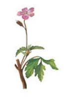 HERBAARIO Baccharis Baccharis genistelloides Baccharis on aromaattinen Amazonin alueen kasvi, jota on käytetty perinteisessä lääkinnässä puhdistavien ominaisuuksiensa vuoksi.