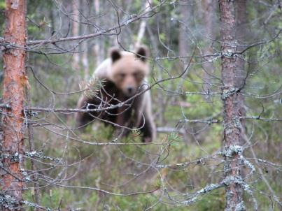 Karhun pako ja tuulen suunta sininen=tuulensuunta