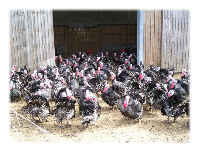 Luomusiipikarjatuotannon kehittäminen 3/3 Expert Group for Technical Advice on Organic Production (EGTOP): Report On Poultry The final report of EGTOP on poultry has been published on