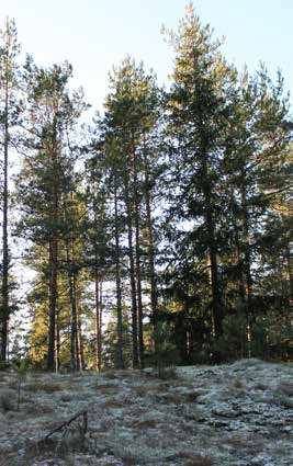 Liikenneverkko Liikenteellisesti suunnittelualue sijaitsee hyvällä paikalla, Vanhan Turuntien ja Pillistöntien risteyksessä.