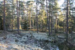 Suunnittelun lähtökohdat Suunnittelualuetta ympäröivä yhdyskuntarakenne on suurelta osin rakentamatonta metsäistä maastoa.