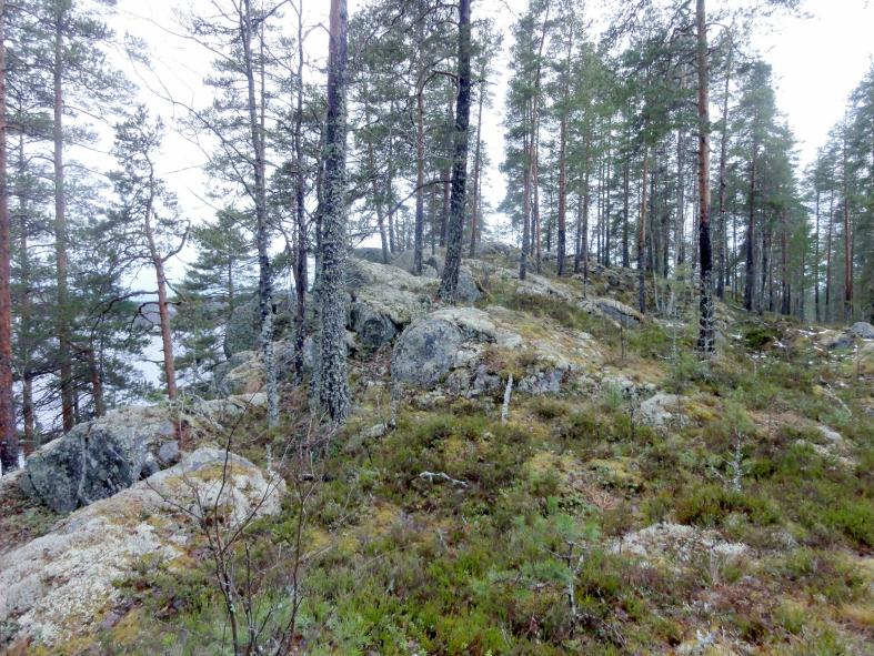 5 Valkeislahden länsipuolista rantaa Pitkä-Pekanniemen kärjen kallion