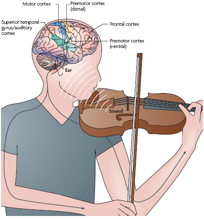 How the brain reacts to