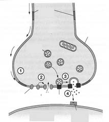 Aktiopotentiaali 3 Aktiopotentiaali 4 Na + entry depolarizes the membrane, which opens additional Na + channels Refactory region Active regions Inactive Positive charge flows into adjacent sections