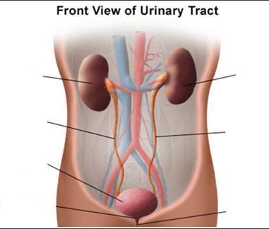 urografia kystografia