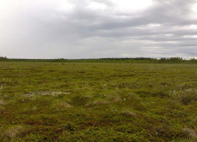 Location of survey sites in Kuusimaanneva. Kuva 13.