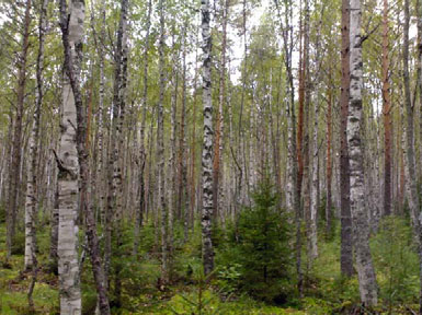 Siikalatvan turvevarat. Osa 1 Kuva 22. Ruohoheinäkorpimuuttumaa Perukannevan eteläosassa. (Kuva J. Kivilompolo 28.8.2008) Fig. 22. Drained herb-rich hardwood-spruce swamp in southside of Perukanneva.