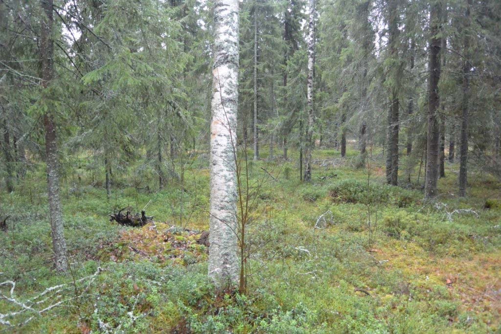 Kuva 19. Näkymä patopenkereeltä kohti pohjoista. Kuva 20.