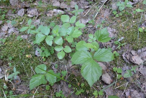 Kenttäkerroksen valtalajeja: mesimarja