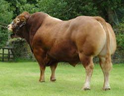 15 Nämä seikat huomioiden rotu sopii hyvin myös maitoroturisteytyksiin. (Pihvikarjaliitto 2011) Kooltaan limousin lehmät ovat 650 850 kg ja sonnit (kuva 2) jopa 1200 kg.