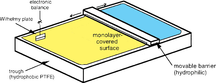 Langmuir allas (Eng: trough) vaaka Wilhelmy levy allas 7 Monokerroksen faasit Monokerros käy läpi faasimuutoksia kun sitä puristetaan Nämä identifioidaan tarkastamalla pintapaine/pinta-ala isotermiä