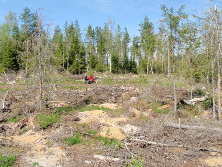 Vanhan oton reunoja näkyi osin kuntopolulle, koska sen viertä oli avohakattu. Samalla on suunnitellulta otolta poistettu suojaavaa metsävyöhykettä Mäkivainion viljelymaiseman suuntaan.