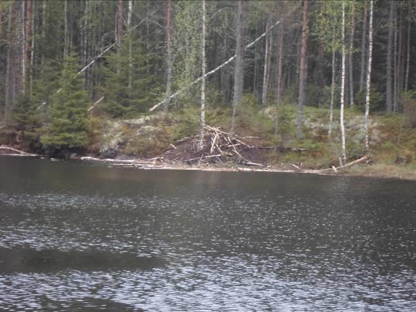 Trientalis europaea metsätähti 1-2 Linnaea borealis,vanamo 1-2 Kuvat 2ab. Vasemmalla länsirannan kallioselänteitä ja oikealla luhtareunaista pohjoisrantaa Kuvat 3ab.