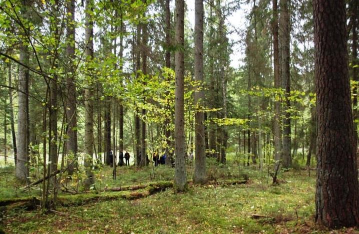 Kuusimetsää levinneisyysalueen etelälaidalla Liettuassa