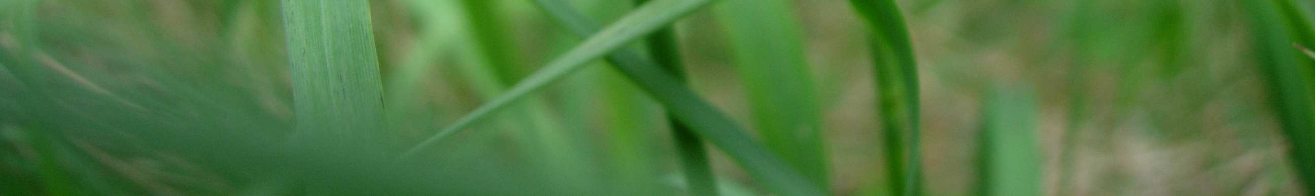 Kuva 2. Ketokultasiipi (Lycaena hippotohoe) on jokseenkin yleinen niittyjen päiväperhonen, joka on todennäköisesti taantunut viime vuosikymmenten aikana maatalouden tehostumisen seurauksena.