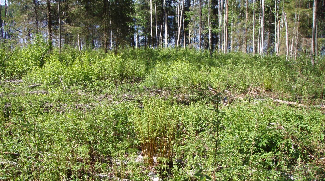 FCG SUUNNITTELU JA TEKNIIKKA OY Kaavaselostus, luonnos 4 (24) Kuva 2. Länsipuolen väljennettyä kuusikkoa. Kuva 3.