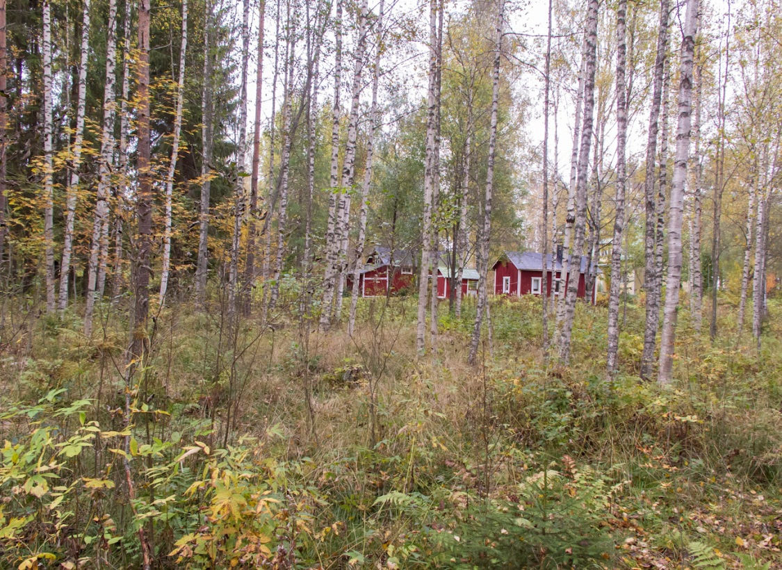 Kuva 6. Piha-alueen eteläpuolista, puustoltaan nuorta lehtipuuvaltaista metsää. Valokuva Markku Nironen.