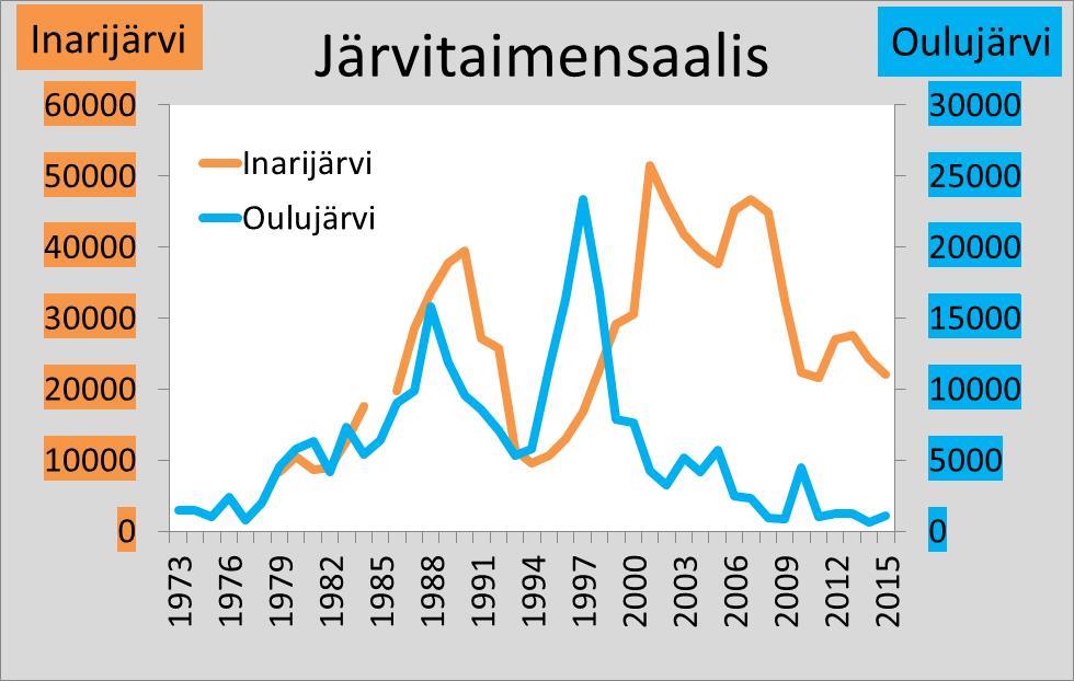 Saaliin vaihteluun vaikuttavat monet tekijät mutta: Inarijärvellä: istutuksiin paikallisia kantoja suuri luontainen lisääntyminen laitosemot uusitaan luonnosta 4 vuoden välein (emokalastot 1.