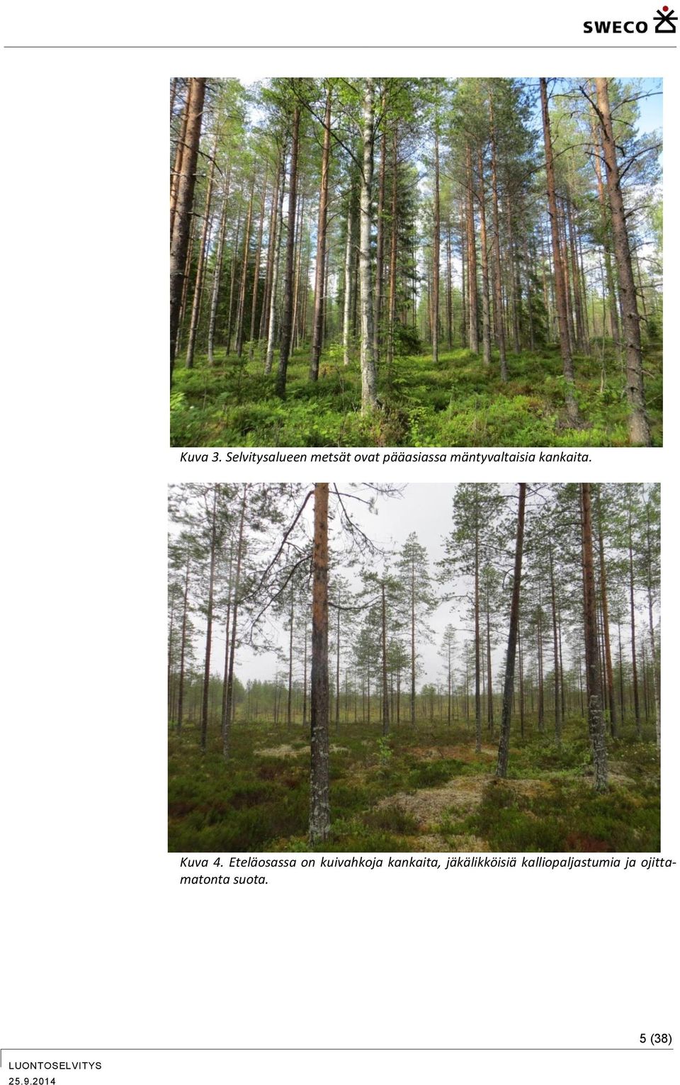 mäntyvaltaisia kankaita. Kuva 4.