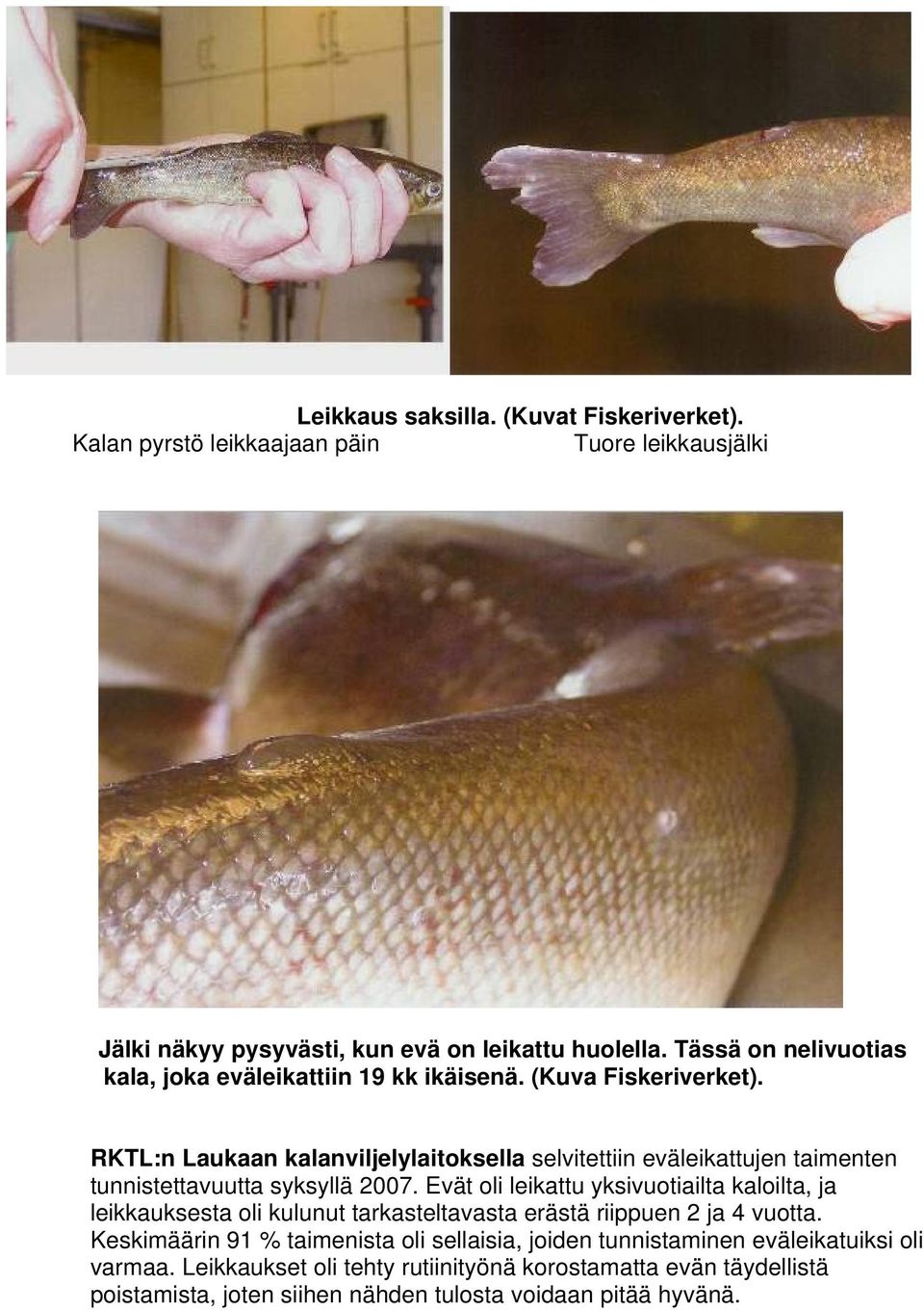 RKTL:n Laukaan kalanviljelylaitoksella selvitettiin eväleikattujen taimenten tunnistettavuutta syksyllä 2007.