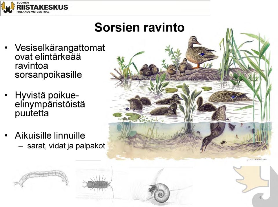 puutetta Aikuisille linnuille sarat, vidat ja