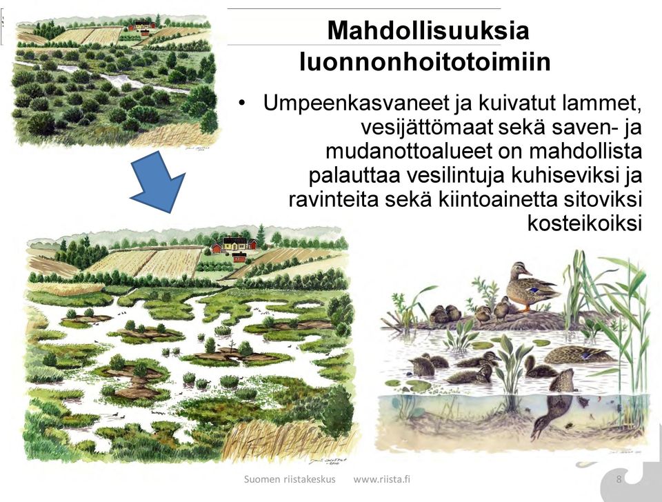 mahdollista palauttaa vesilintuja kuhiseviksi ja ravinteita sekä