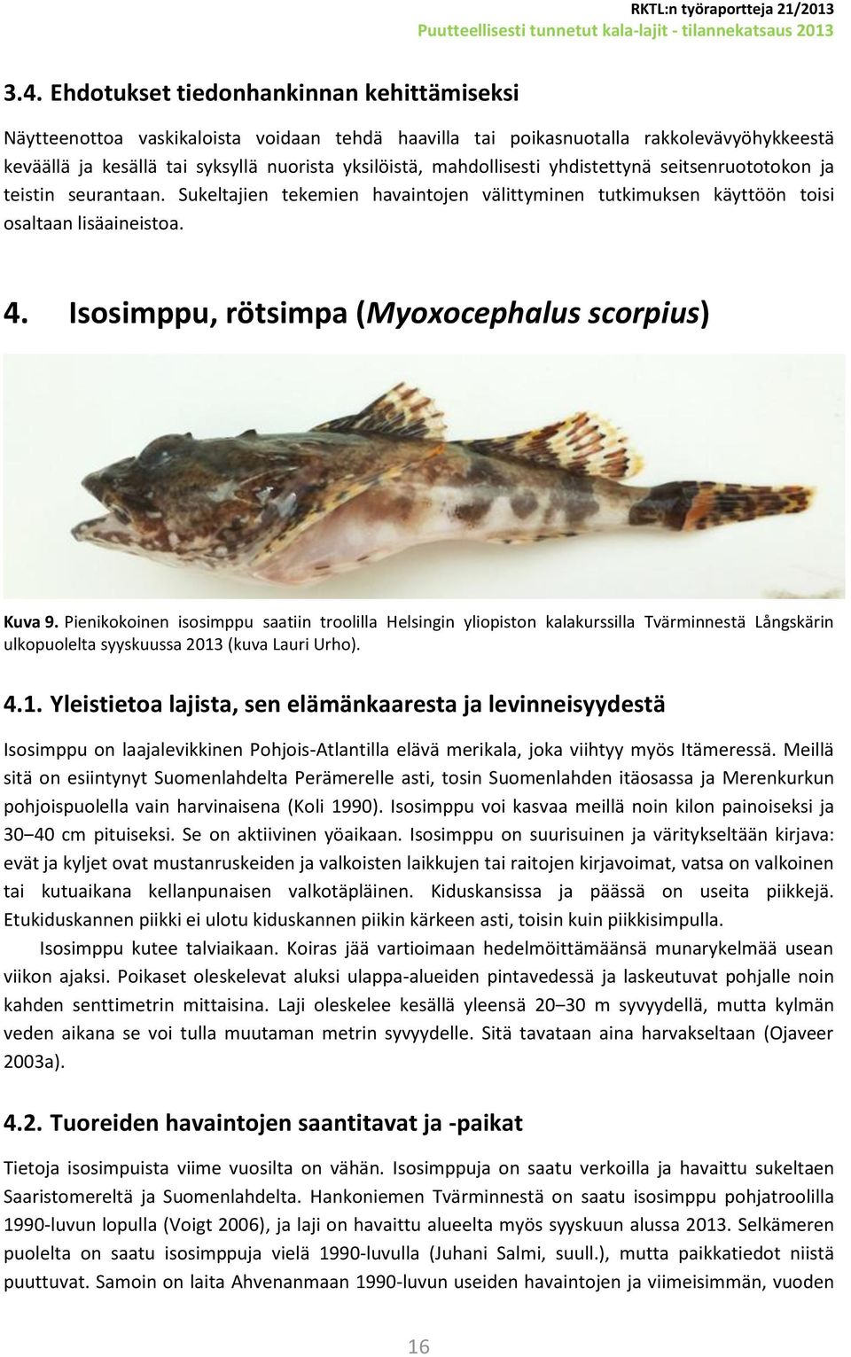 Isosimppu, rötsimpa (Myoxocephalus scorpius) Kuva 9.