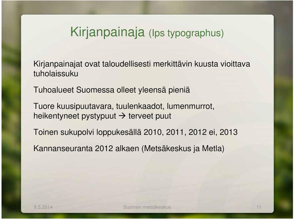 tuulenkaadot, lumenmurrot, heikentyneet pystypuut terveet puut Toinen sukupolvi loppukesällä