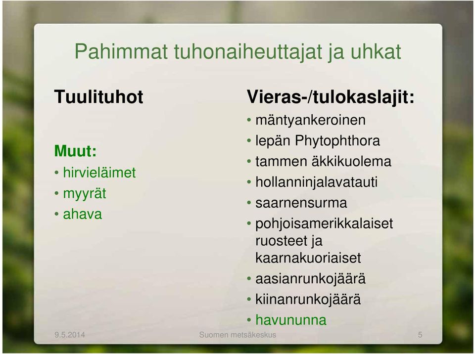 hollanninjalavatauti saarnensurma pohjoisamerikkalaiset ruosteet ja