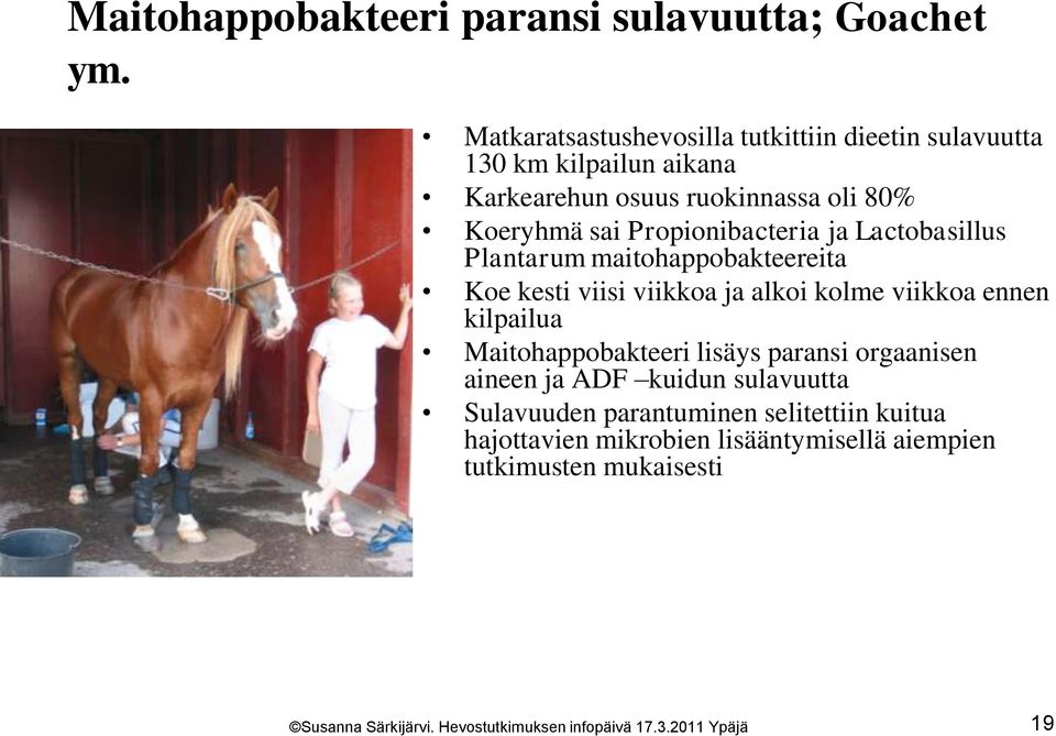 sai Propionibacteria ja Lactobasillus Plantarum maitohappobakteereita Koe kesti viisi viikkoa ja alkoi kolme viikkoa ennen