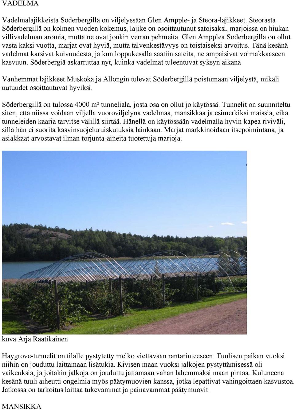 Glen Ampplea Söderbergillä on ollut vasta kaksi vuotta, marjat ovat hyviä, mutta talvenkestävyys on toistaiseksi arvoitus.