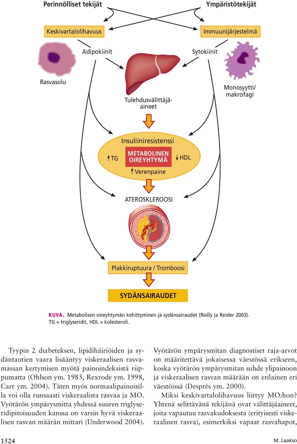 TG = triglyseridit, HDL = kolesteroli. Tyypin 2 diabeteksen, lipidihäiriöiden ja sydäntautien vaara lisääntyy viskeraalisen rasvamassan kertymisen myötä painoindeksistä riippumatta (Ohlson ym.