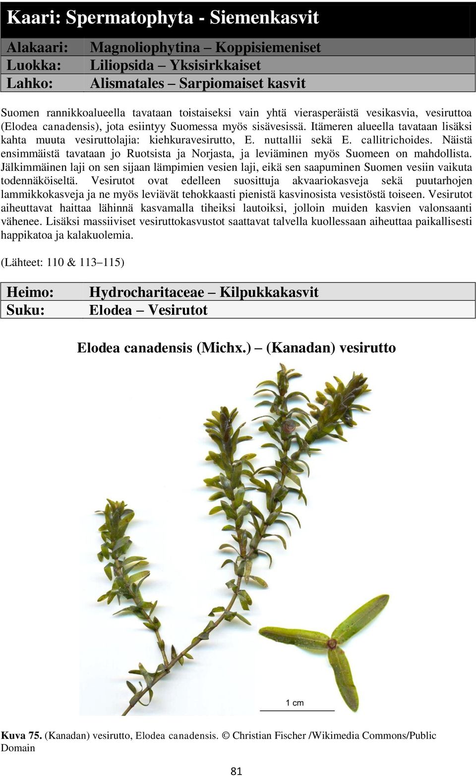 nuttallii sekä E. callitrichoides. Näistä ensimmäistä tavataan jo Ruotsista ja Norjasta, ja leviäminen myös Suomeen on mahdollista.