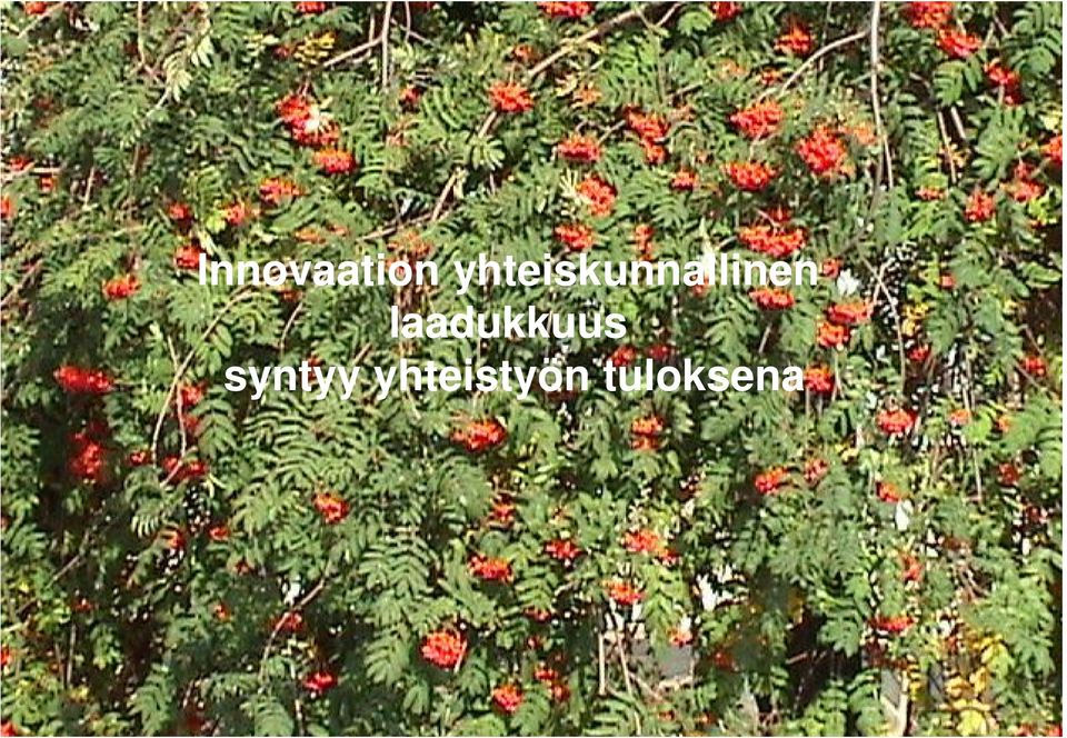 laadukkuus syntyy