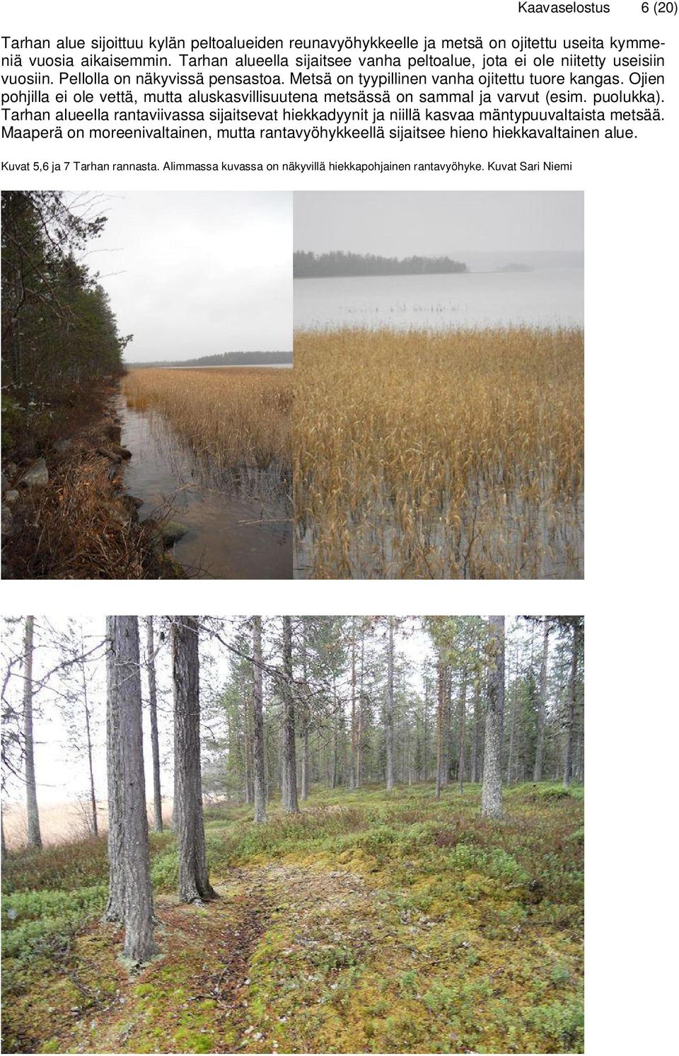 Ojien pohjilla ei ole vettä, mutta aluskasvillisuutena metsässä on sammal ja varvut (esim. puolukka).