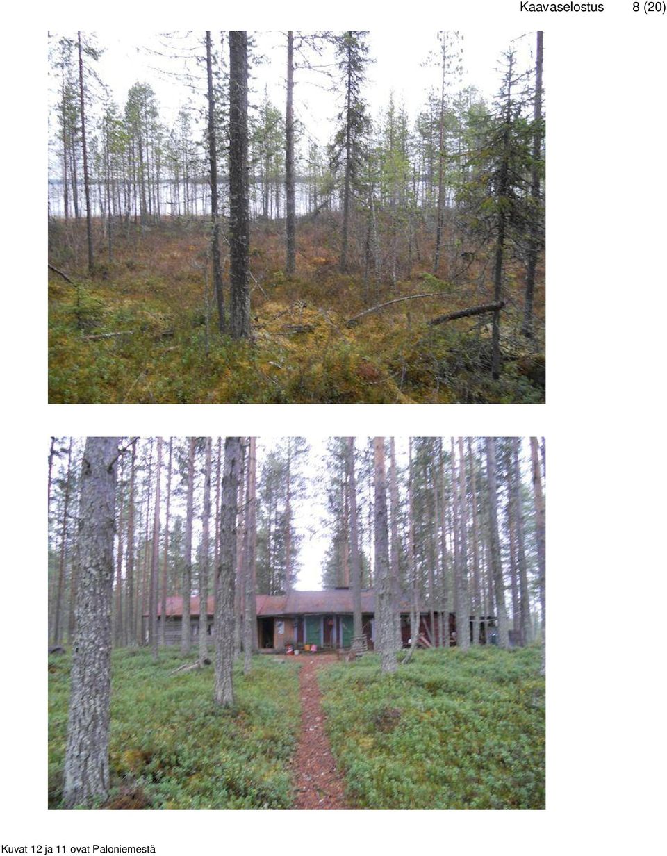 Paloniemestä