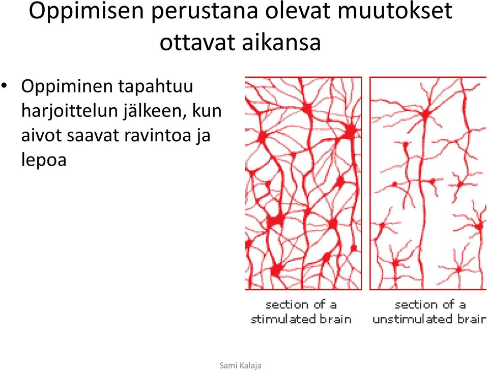 harjoittelun jälkeen, kun aivot