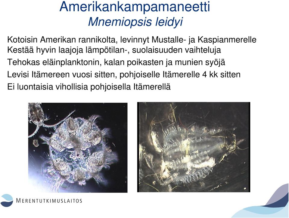 vaihteluja Tehokas eläinplanktonin, kalan poikasten ja munien syöjä Levisi