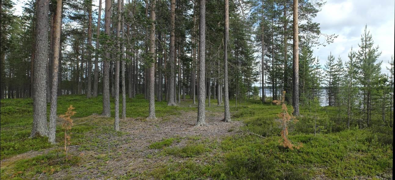 ALA-IRNIN RANTA-ASEMAKAAVA 11 ********************************** Kuva 14 Tervaniemen kärkeä, josta muinaisjäännöksiä on löytynyt Alueella ei ole perinnemaisemia (P-P ympäristökeskus: