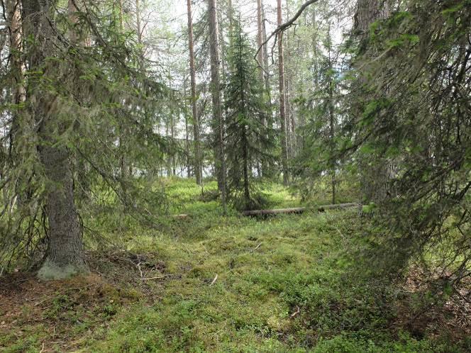 ALA-IRNIN RANTA-ASEMAKAAVA 22 ********************************** Kuva 24 Säännöstelyn jälkiä rantatöyräällä Kuva 25