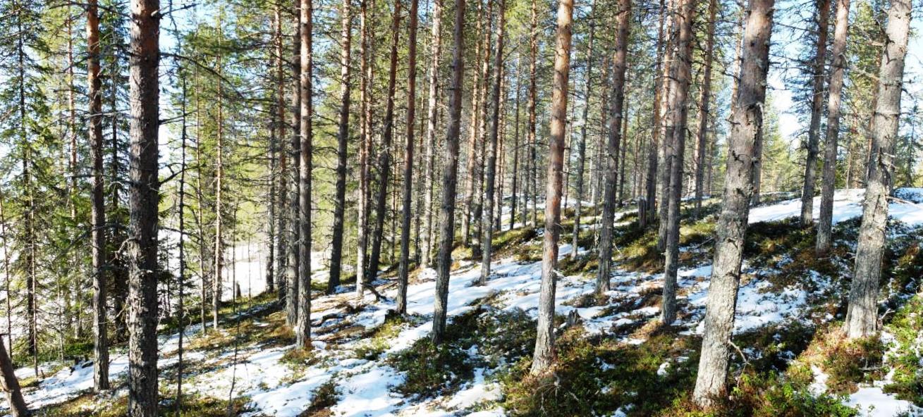 ALA-IRNIN RANTA-ASEMAKAAVA 26 ********************************** Kuva 28 Tervaniemi Kuva 29 Kaava-alueen itäreunaa 5.3. Aluevaraukset 5.3.1. Korttelialueet Kortteleiden pinta-ala- yms.