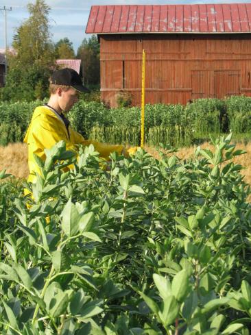 Viljojen ja palkokasvien seosviljely Herne ja härkäpapu Sulavuus korkeampi kuin viljoilla Sisältävät