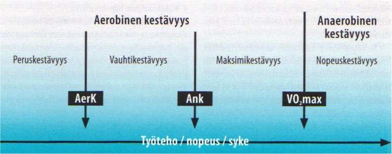 29 maksimikestävyys ja nopeuskestävyys. Perus- ja vauhtikestävyysalueiden välisistä rajoista käytetään nimityksiä aerobinen ja anaerobinen kynnys. Kuvassa 9.